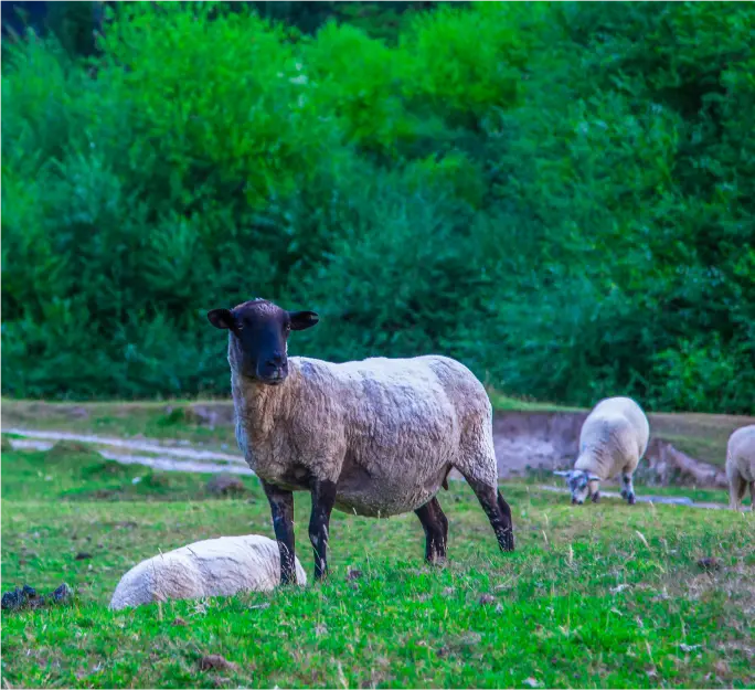 Ovejas pastando en un prado verde, con vegetación densa y arbustos al fondo, en un entorno natural rural